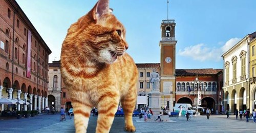 3.2 Il gatto Rossini 2